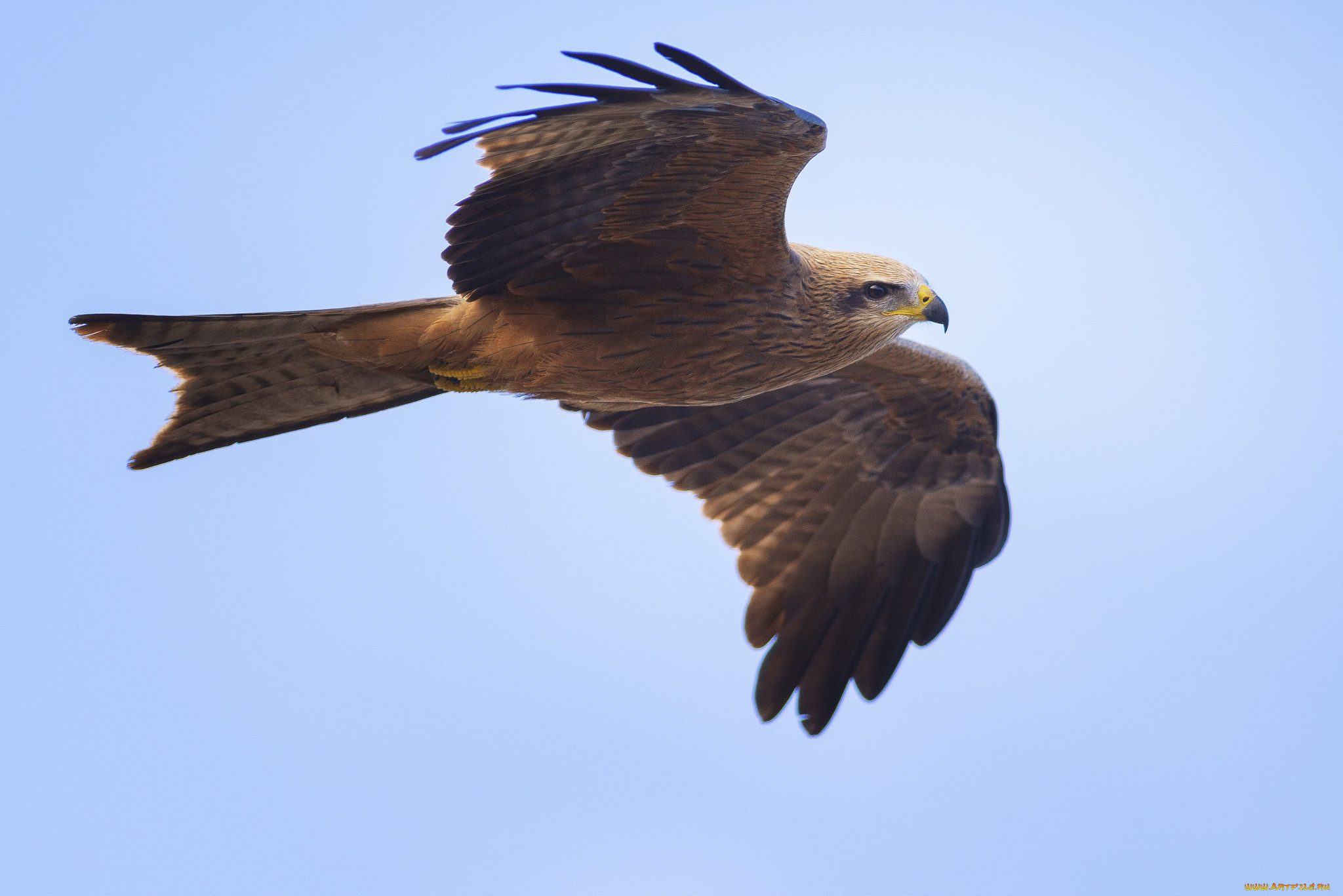 ,  - , black, kite, , , , milvus, migrans, , , , , , , 